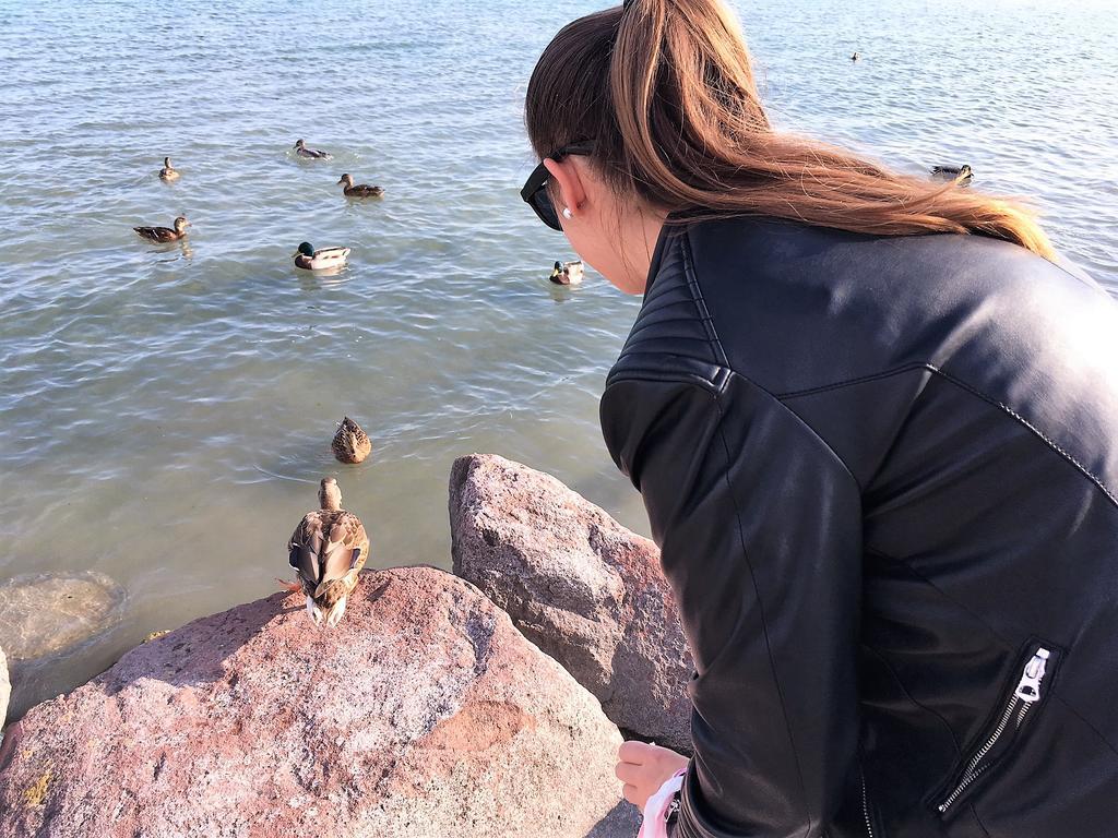 Tulipan Apartman Balatonalmádi Dış mekan fotoğraf